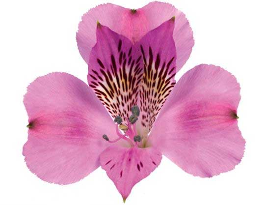 Alstroemeria color lavanda