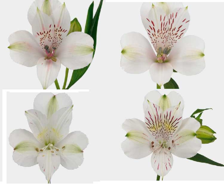 Alstroemeria Nora
