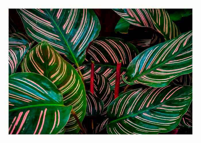 Calathea ornata