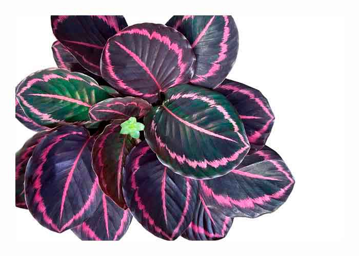 Calathea-Roseopicta