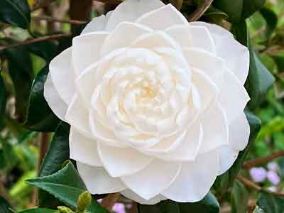 Coco chanel y las camelias blancas