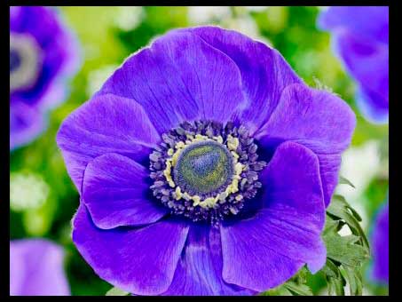 Origen y cultivo de las flores de anémonas