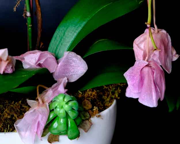 Exceso o falta de riego en la orquídea