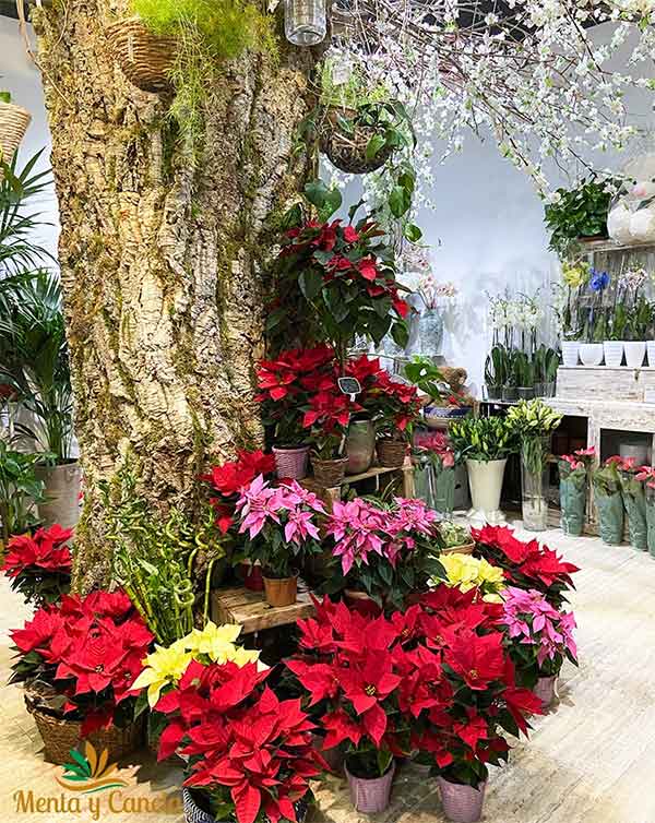 Floristería a domicilio en Madrid