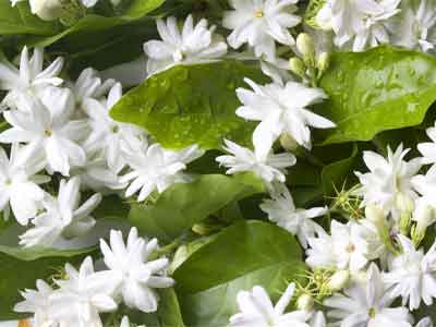 La flor de jazmín de Mahatma Gandhi 