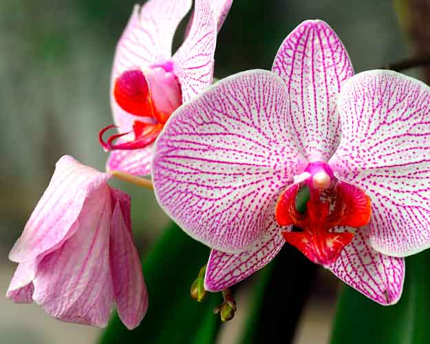 Las flores de la orquídea se caen