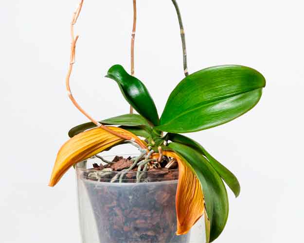 Orquídea seca por falta de agua