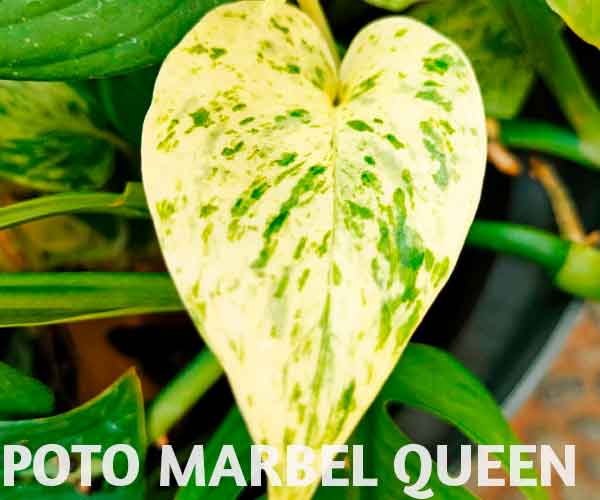 Poto marble queen
