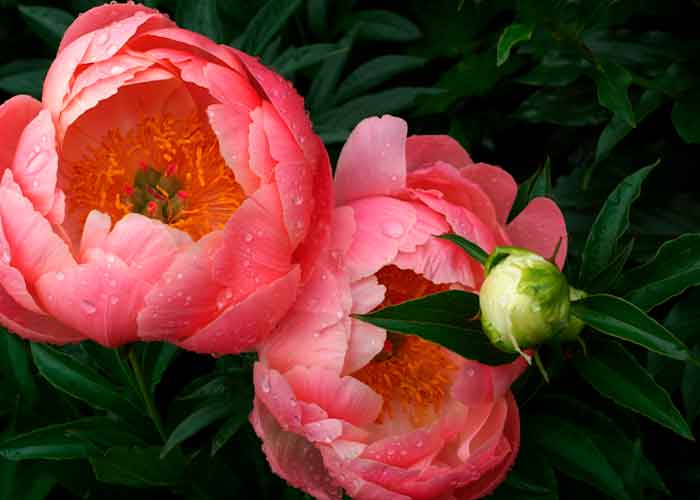 Paeonia lactiflora 'Coral Sunset'