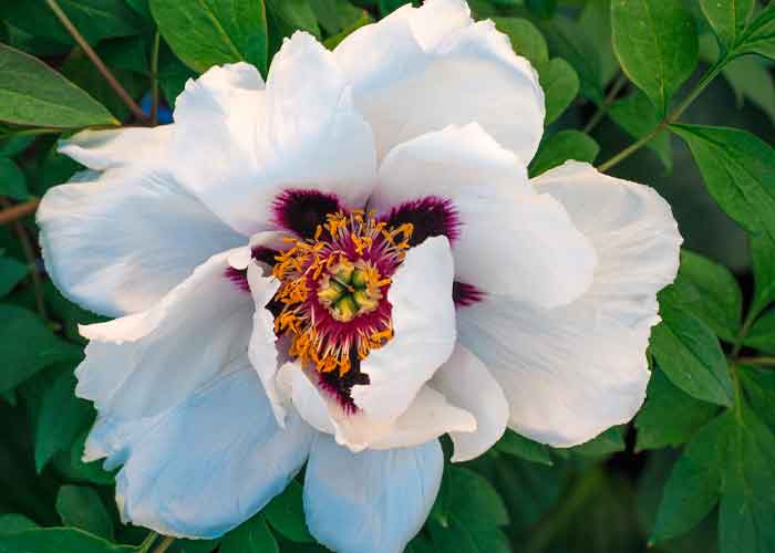 Paeonia rockii