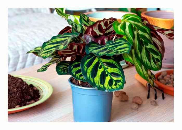 Calathea-Makoyana