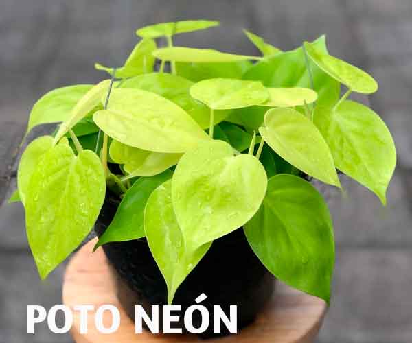 Poto neón