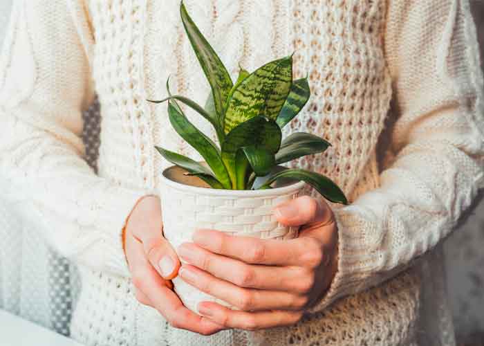 Propiedades mágicas de la sansevieria