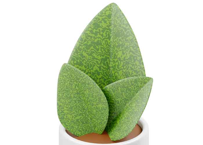 Sansevieria Masoniana