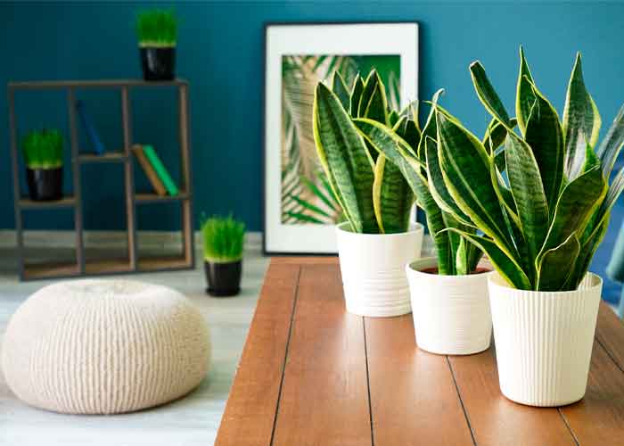 Sansevieria Trifasciata