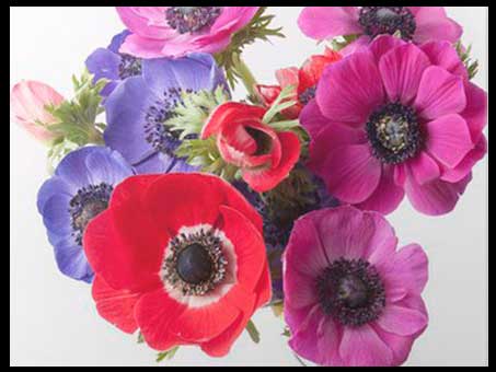 Significado de las flores de anémona