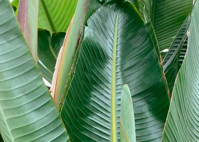 Strelitzia nicolai