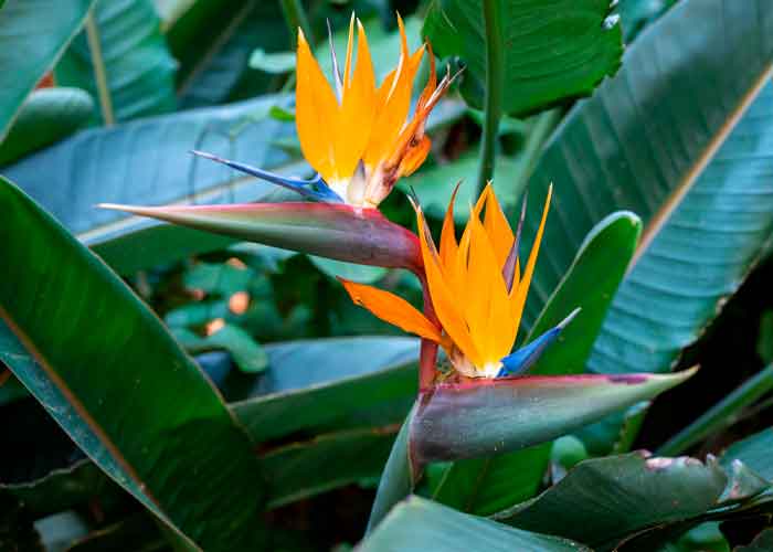 Strelitzia reginae