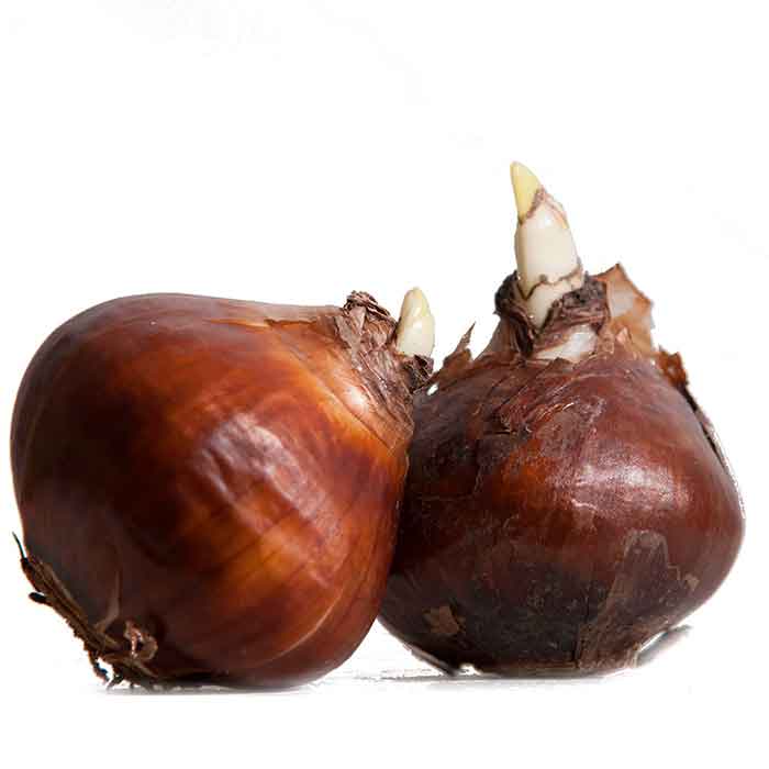 bulbos de tulipanes