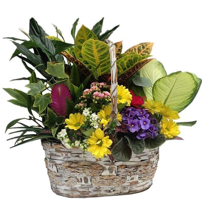 flores para regalar en verano