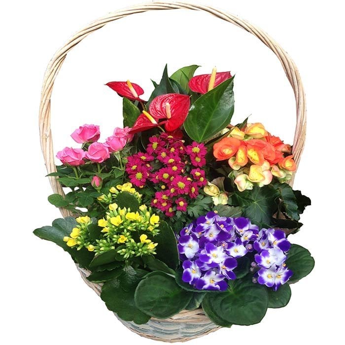 flores para regalar en verano