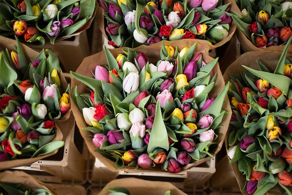 cuidado de los tulipanes
