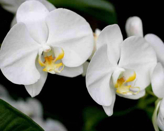 Flores sanas de orquídea