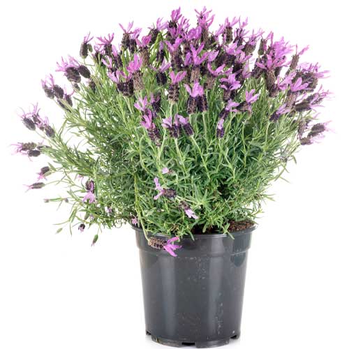 lavandula para balcones y terrazas