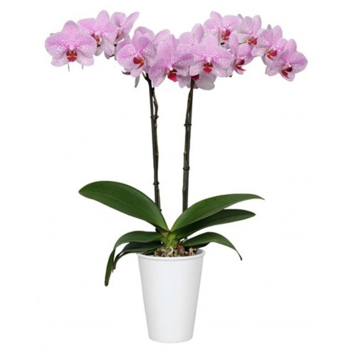 arreglos florales para cumpleaños