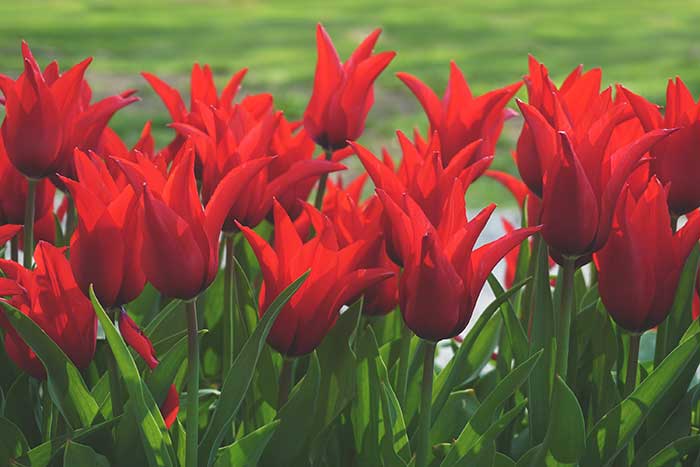 ramos de tulipanes rojos
