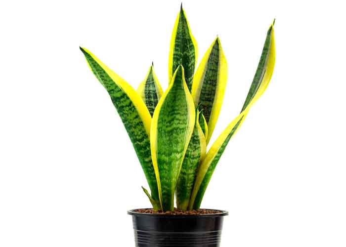 Sansevieria laurentii