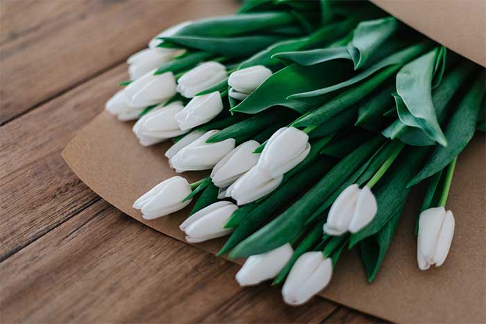 significado tulipanes blancos