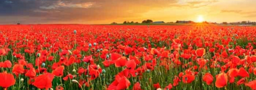 Todo lo que necesitas saber sobre las flores más populares.
