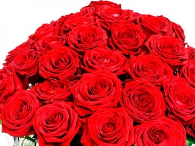 Las rosas, significado, origen y variedades.