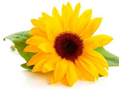 Los Girasoles, significados, origen y leyendas.