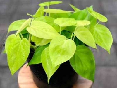 Poto. Una planta muy resistente