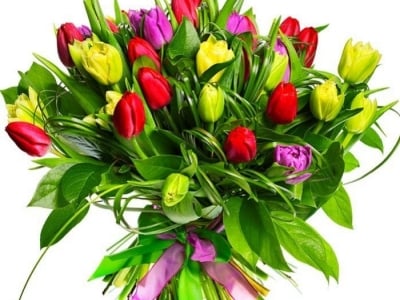 Todo sobre los tulipanes.