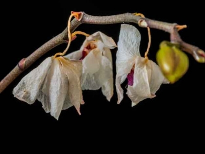 ¿Por qué se caen las flores de las orquídeas? Principales causas y soluciones