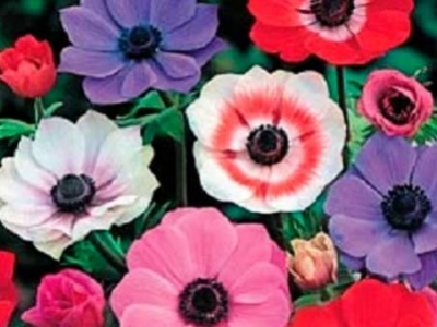 Anémonas flores: Belleza efímera con un significado muy profundo.